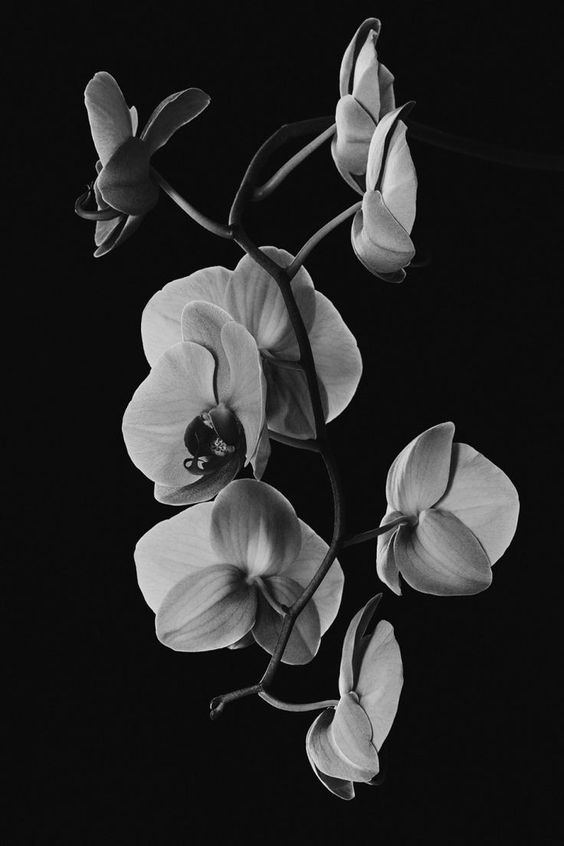 L'orchidée en blanc très beau design